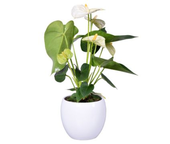 ANTHURIUM ANDREANUM BLANC CERAM BOULE