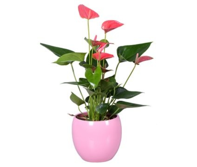 ANTHURIUM ANDREANUM ROSE CERAM BOULE