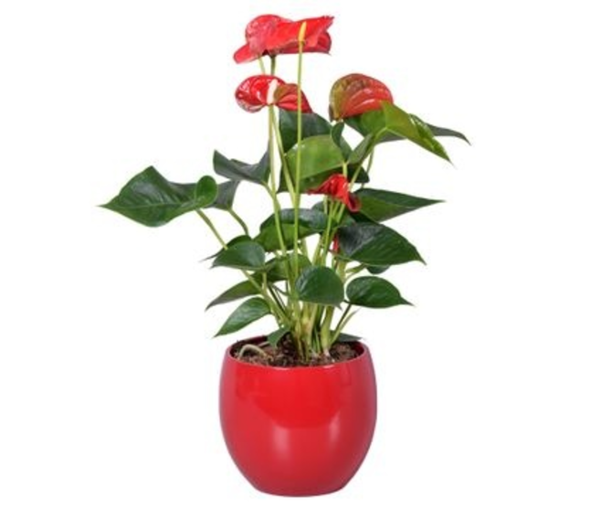 ANTHURIUM ANDREANUM ROUGE CERAM BOULE