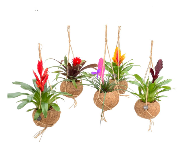 BROMELIACEE KOKODAMA