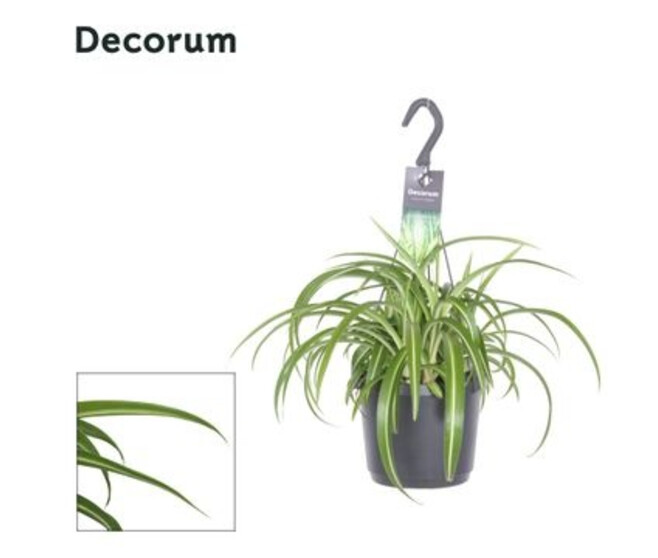 CHLOROPHYTUM BONNIE SUSP