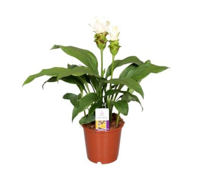 CURCUMA SIAM STARDUST BLANC