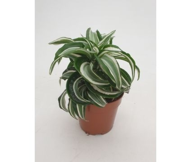 DRACAENA KANZI