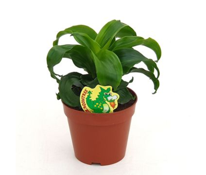 DRACAENA TWIST