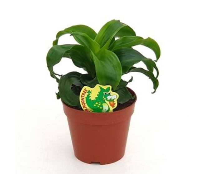 DRACAENA TWIST