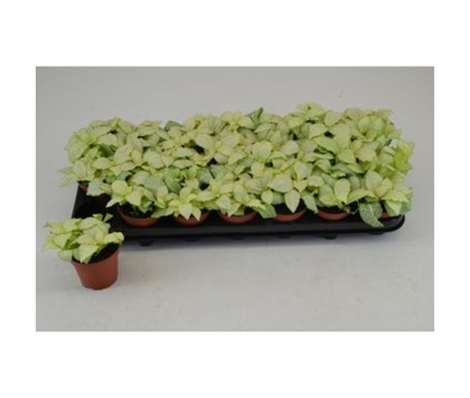 FITTONIA LEMON