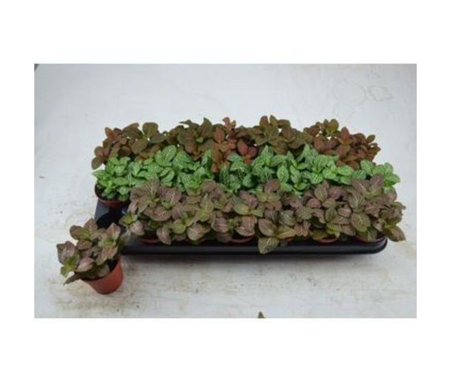 FITTONIA VARIE GRANDE FEUILLE