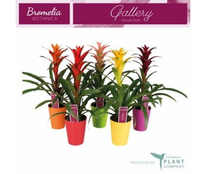 GUZMANIA P COLORE