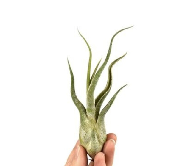 TILLANDSIA CAPUT MEDUSA