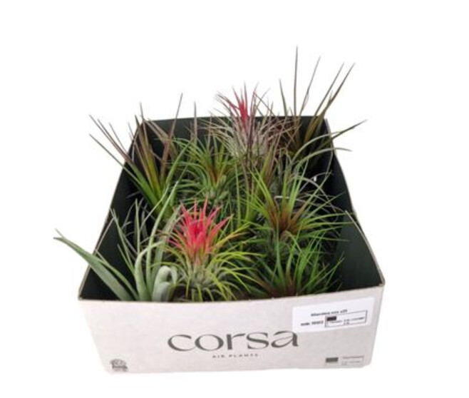 TILLANDSIA VRAC