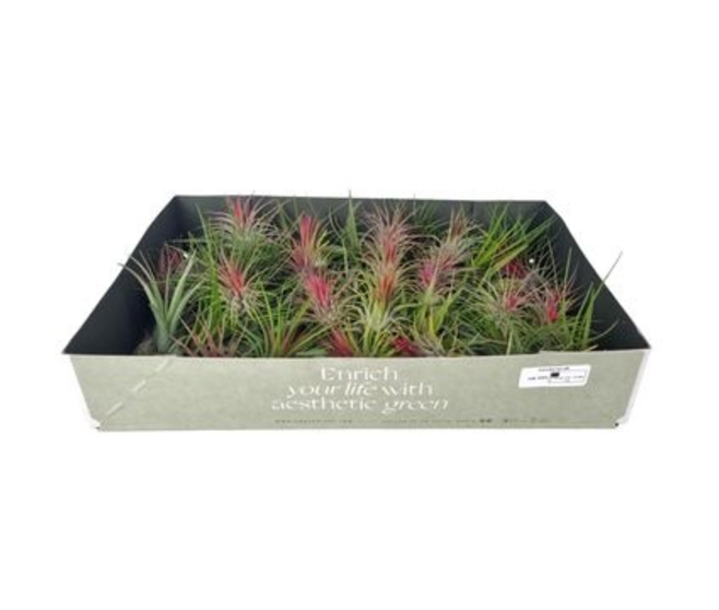 TILLANDSIA VRAC