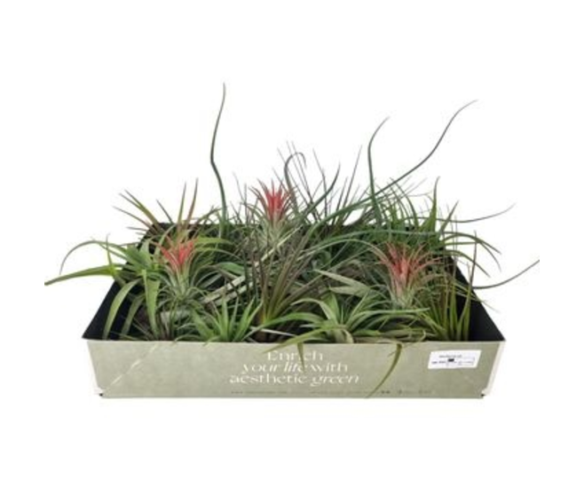 TILLANDSIA VRAC 8CM