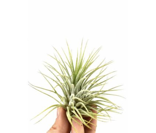 TILLANDSIA IONANTHA