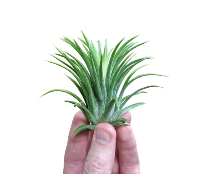 TILLANDSIA IONANTHA