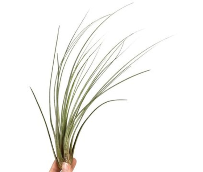 TILLANDSIA JUNCEA