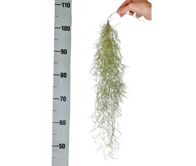 TILLANDSIA USNOIDES 55CM