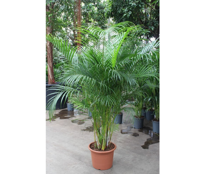 ARECA CHRYSALIDOCARPUS