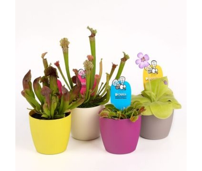 PLANTE CARNIVORE P DECO