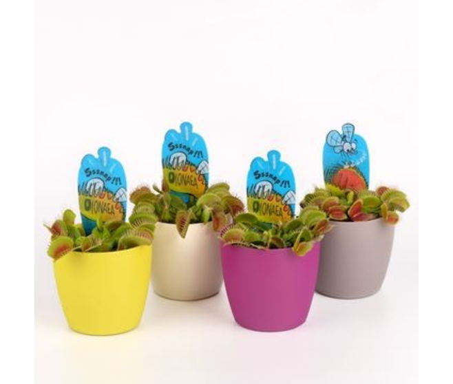 DIONAEA MUSCIPULA P DECO
