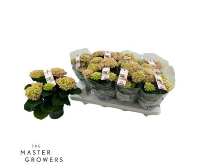 HORTENSIA 3FL MAGICAL ROSE