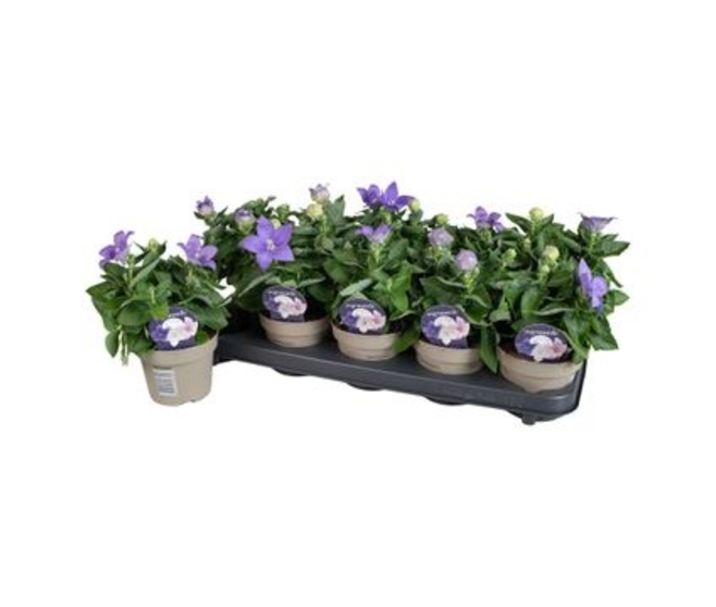 PLATYCODON GRANDIFLORUM BLEU
