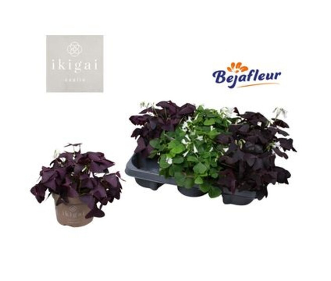 OXALIS TRIANGULARIS