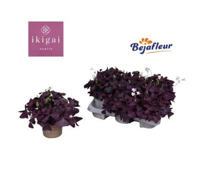 OXALIS TRIANGULARIS