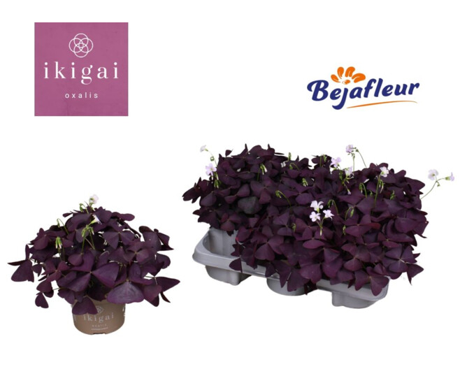 OXALIS TRIANGULARIS