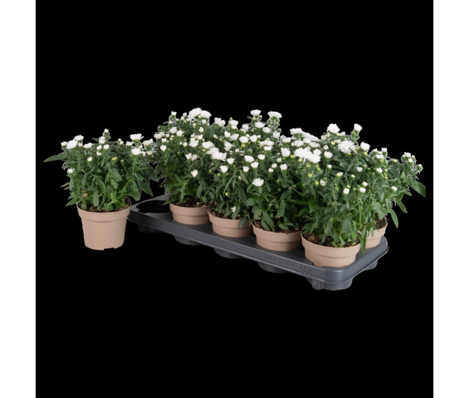 ASTER BLANC