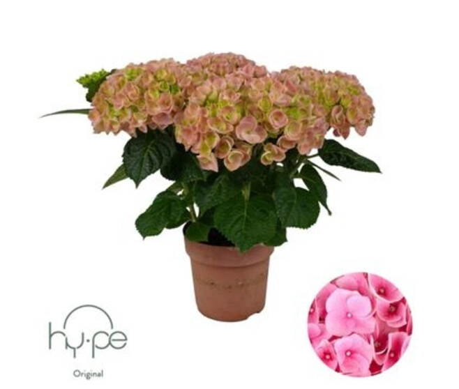 HORTENSIA 5FL ROSE