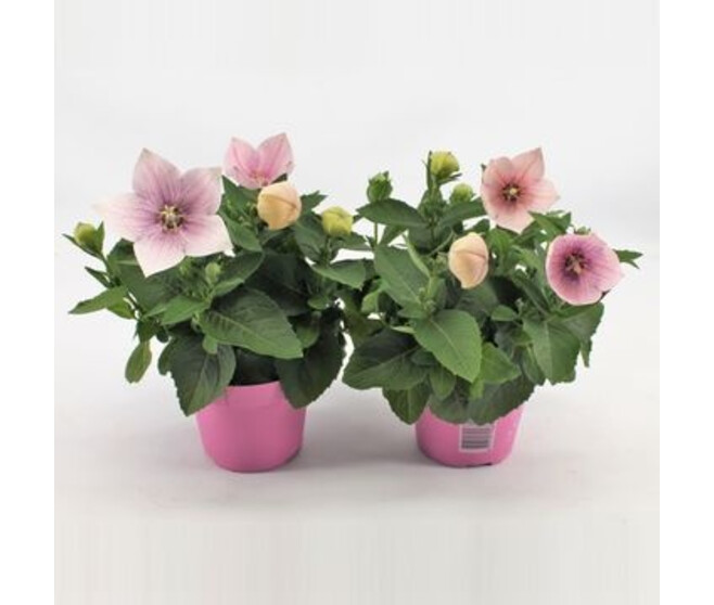 PLATYCODON GRANDIFLORUM ROSE