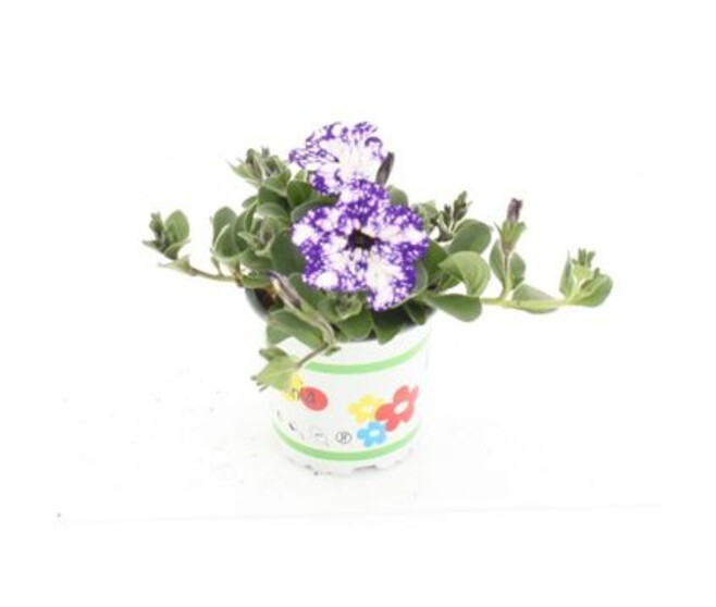 PETUNIA NIGHT SKY