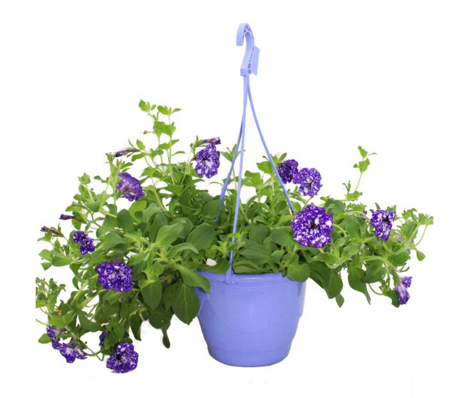PETUNIA NIGHT SKY SUSP