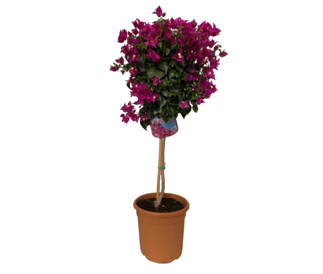 BOUGAINVILLIER VIOLET TIGE