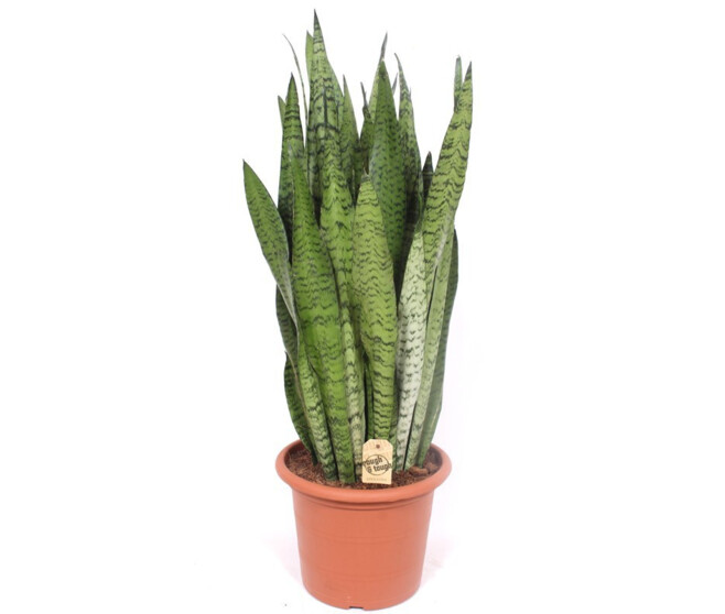 SANSEVIERIA ZEYLANICA