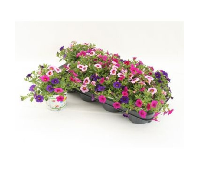 CALIBRACHOA 3COULEURS