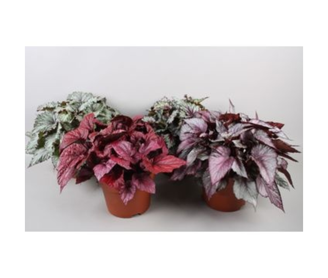 BEGONIA BELEAF VARIE