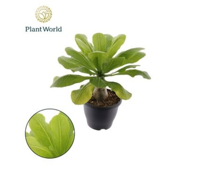 BRIGHAMIA HAWAIIAN PALM