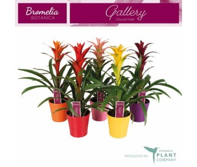 GUZMANIA CERAM