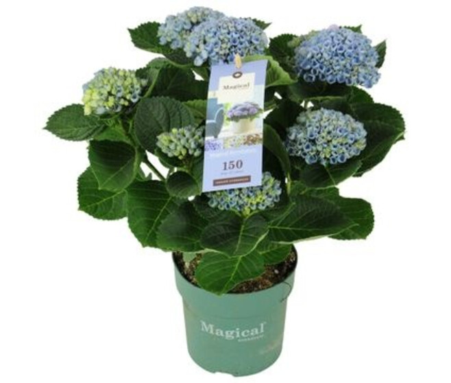 HORTENSIA 5FL BLEU DECORUM