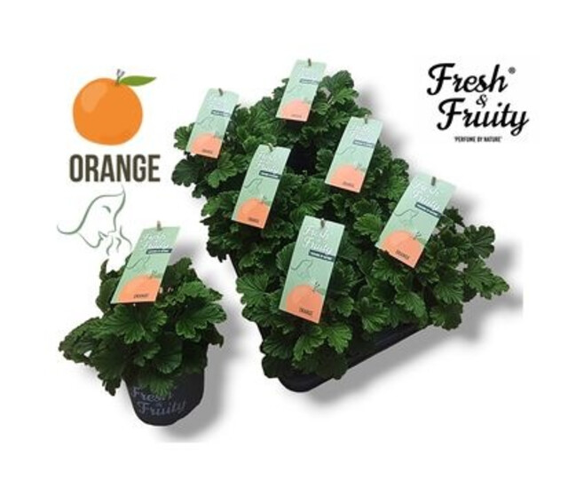 PELARGONIUM GRANDIFLORUM ORANGE