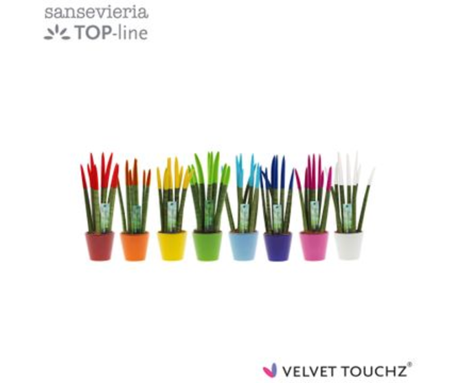SANSEVIERIA CYLINDRICA VELOURS CERAM