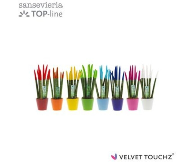 SANSEVIERIA CYLINDRICA VELOURS CERAM