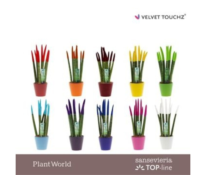 SANSEVIERIA CYLINDRICA VELOURS CERAM