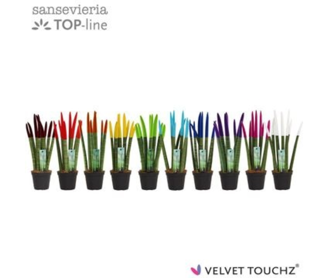 SANSEVIERIA CYLINDRICA VELOURS