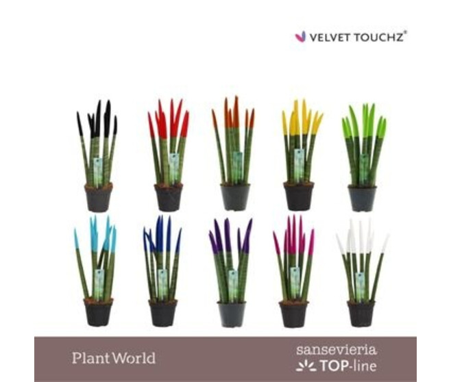 SANSEVIERIA CYLINDRICA VELOURS