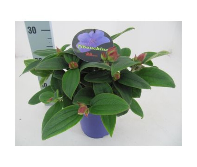 TIBOUCHINA MAUVE