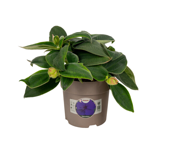 TIBOUCHINA MAUVE