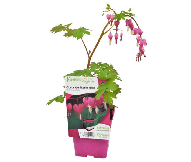 DICENTRA ROSE