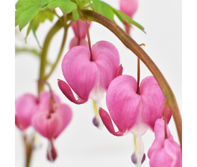 DICENTRA ROSE